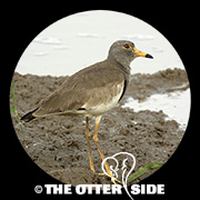 Gray-headed Lapwing