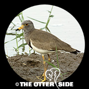 Gray-headed Lapwing