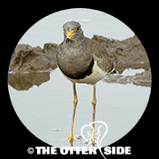 Gray-headed Lapwing