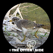 Gray-headed Lapwing