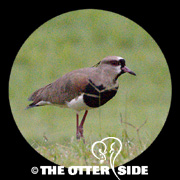 Southern Lapwing