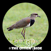 Southern Lapwing