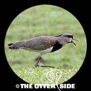 Southern Lapwing