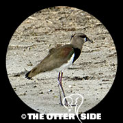 Southern Lapwing