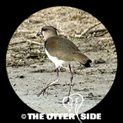 Southern Lapwing