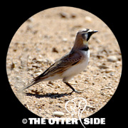 Horned Lark