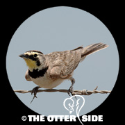 Horned Lark