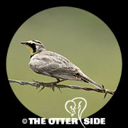 Horned Lark