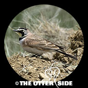 Horned Lark