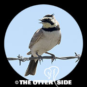 Horned Lark