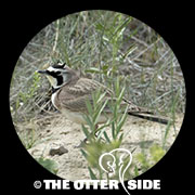 Horned Lark