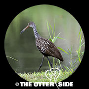 Limpkin