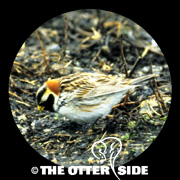 Lapland Longspur