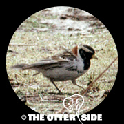 Lapland Longspur