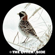 Lapland Longspur