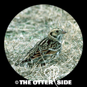 Lapland Longspur