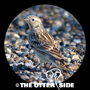 Chestnut-collared Longspur