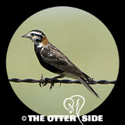 Chestnut-collared Longspur