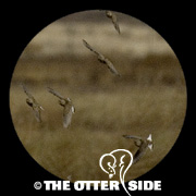 Thick-billed (McCown's) Longspur
