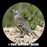 Thick-billed (McCown's) Longspur