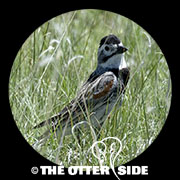 Thick-billed (McCown's) Longspur