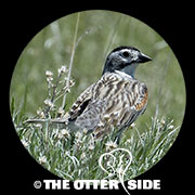 Thick-billed (McCown's) Longspur
