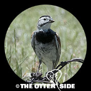 Thick-billed (McCown's) Longspur