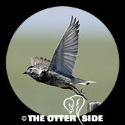 Thick-billed (McCown's) Longspur