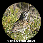 Thick-billed (McCown's) Longspur