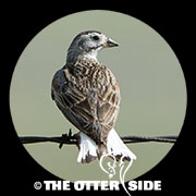 Thick-billed (McCown's) Longspur
