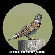 Thick-billed (McCown's) Longspur