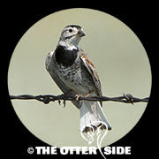 Thick-billed (McCown's) Longspur