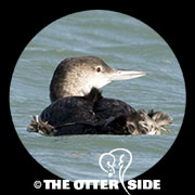Common Loon