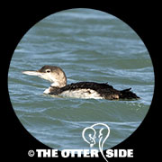 Common Loon
