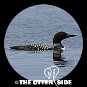 Common Loon