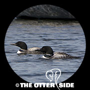Common Loon