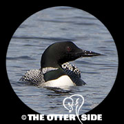 Common Loon