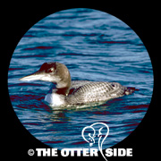 Common Loon