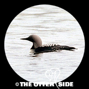 Pacific Loon