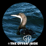 Pacific Loon
