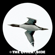 Pacific Loon