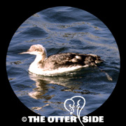 Pacific Loon