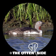 Red-throated Loon