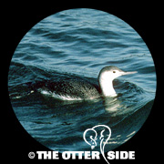 Red-throated Loon