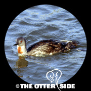 Red-throated Loon