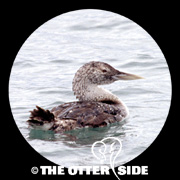 Yellow-billed Loon