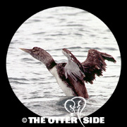 Yellow-billed Loon