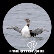 Yellow-billed Loon