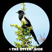 Black-billed Magpie