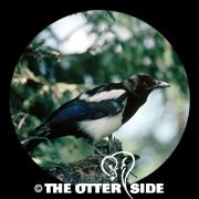 Black-billed Magpie